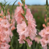 Jamara - Gladiolus Thumbnail #2
