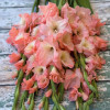 Karma - Gladiolus Thumbnail #2