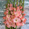 Karma - Gladiolus Thumbnail #1