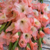 Karma - Gladiolus Thumbnail #2