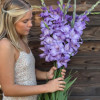 Milka  - Gladiolus Thumbnail #1