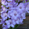 Milka  - Gladiolus Thumbnail #2