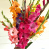 Gladiolus Mix - Gladiolus Thumbnail #2