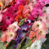 Gladiolus Mix - Gladiolus Thumbnail #2