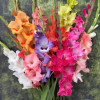 Gladiolus Mix - Gladiolus Thumbnail #2