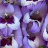 Vista - Gladiolus Thumbnail #2