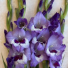 Vista - Gladiolus Thumbnail #2
