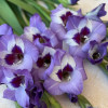 Vista - Gladiolus Thumbnail #2