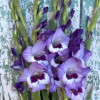 Vista - Gladiolus Thumbnail #1