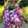 Cera Corfina - Gladiolus Thumbnail #1