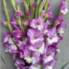 Invictus - Gladiolus Thumbnail #1