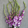 Invictus - Gladiolus Thumbnail #2