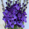 Cookie - Gladiolus Thumbnail #2