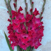 Fairytale Pink - Gladiolus Thumbnail #2