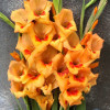 Flevo Beach - Gladiolus Thumbnail #1