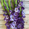 Flevo Nautica - Gladiolus Thumbnail #1