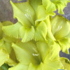 Kio - Gladiolus Thumbnail #2