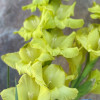 Kio - Gladiolus Thumbnail #2