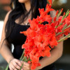 Live Oak - Gladiolus Thumbnail #2