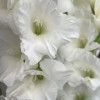 Nova Zembla - Gladiolus Thumbnail #2