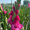 Sweet Love - Gladiolus Thumbnail #2
