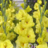 Bananarama - Gladiolus Thumbnail #2