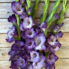Flevo Nautica - Gladiolus Thumbnail #2
