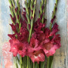 Indian Summer - Gladiolus Thumbnail #1