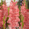 New Release - Gladiolus Thumbnail #2