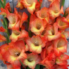 Orange Sun - Gladiolus Thumbnail #2