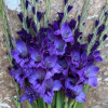 Cookie - Gladiolus Thumbnail #1