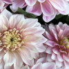 Glossy Carlita - Dahlia Thumbnail #2
