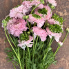 Cloni Success Green Pink - Cloni® Ranunculus Thumbnail #1