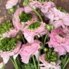 Cloni Success Green Pink - Cloni® Ranunculus Thumbnail #2