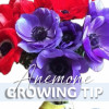 Growing tip Anemone - Mistral Anemone Thumbnail #1