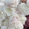 Thank you Heather of Petal Pink Flower Farm (OR)