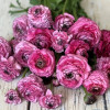 Elegance Hot Pink Striato 747-19 - Elegance® Ranunculus Thumbnail #2