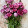 Elegance Hot Pink Striato 747-19 - Elegance® Ranunculus Thumbnail #1