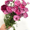 Elegance Hot Pink Striato 747-19 - Elegance® Ranunculus Thumbnail #2