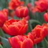 Icoon - Tulips Thumbnail #2