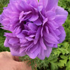 Levante Fucsia - Levante Anemone Thumbnail #2