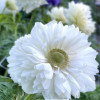 Levante Bianco - Levante Anemone Thumbnail #2