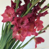Indian Summer - Gladiolus Thumbnail #2