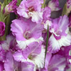 Invictus - Gladiolus Thumbnail #2