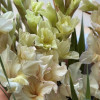 Jean Harlow - Gladiolus Thumbnail #2