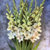 Jean Harlow - Gladiolus Thumbnail #2