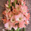 Karma - Gladiolus Thumbnail #2