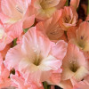 Karma - Gladiolus Thumbnail #2