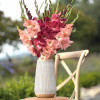 Indian Summer - Gladiolus Thumbnail #2