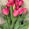 La Romaine - Tulips Thumbnail #1